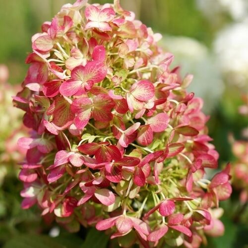 Гортензия метельчатая Граффити/Hydrangea paniculata Graffiti С3