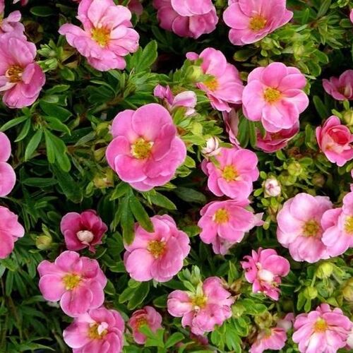 Лапчатка кустарниковая Пинк Пэрэдайз/Potentilla fruticosa Pink Paradise 25-35 С3