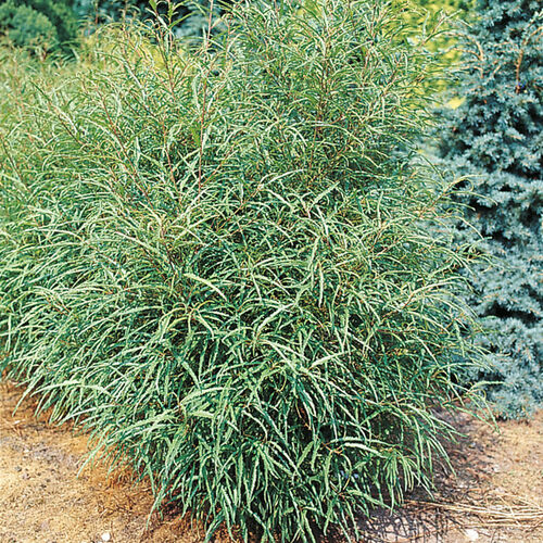 Крушина ломкая Аспленифолиа/Rhamnus frangula Asplenifolia 60-80 С5-7,5