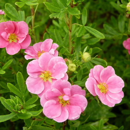 Лапчатка кустарниковая Ловели Пинк/Potentilla fruticosa Lovely Pink 60-80 С7,5