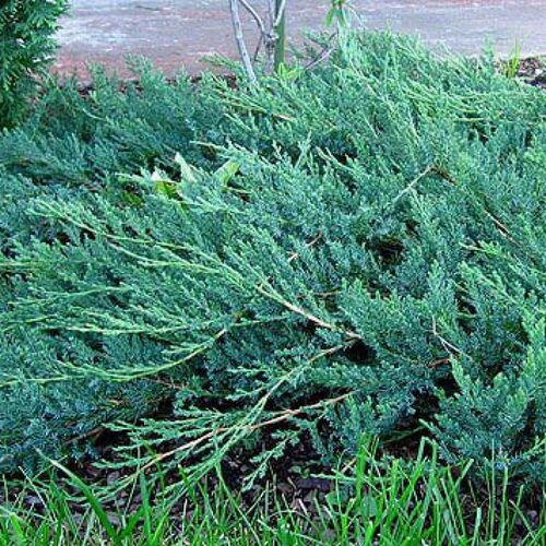 Можжевельник казацкий Глаука/Juniperus sabina Glauka 30-40 С5
