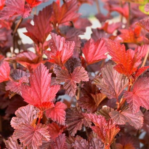 Пузыреплодник калинолистный Андрэ/Physocarpus opalifolia Andre 40-60 С7,5