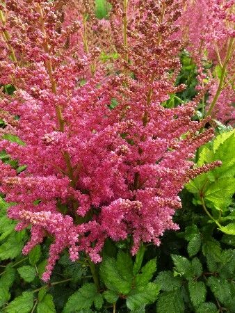 Астильба китайская Корал Айленд/Astilbe chinensis Coral Island Р1,5