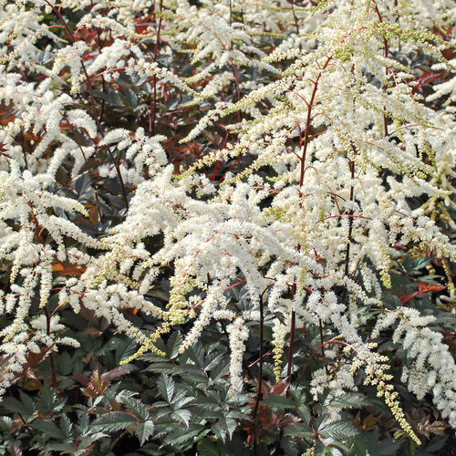 Астильба гибридная Мокаччино/Astilbe Hybrid Moccaccino Р1,5