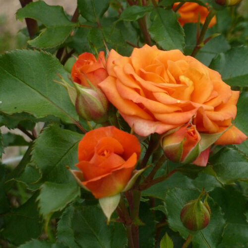 Роза миниатюрная Оранж Бэби/Orange Baby С4