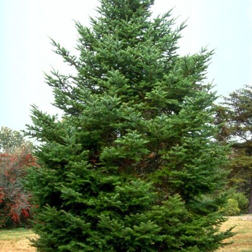 Пихта цельнолистная/Abies holophylla 80-100 В (Верещак)