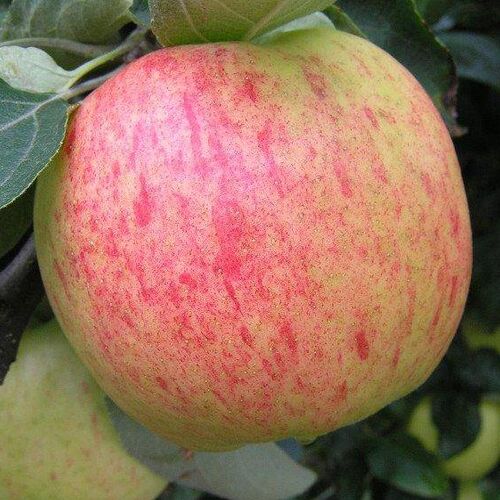 Яблоня Яблочный спас (летняя) С6