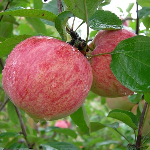 Яблоня Коричное полосатое (летняя) С7