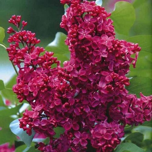 Сирень обыкновенная Красная Москва/Syringa vulgaris Krasnaya Moskva ОКС