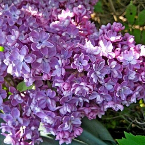 Сирень обыкновенная Павлинка/Syringa vulgaris Pavlinka ОКС