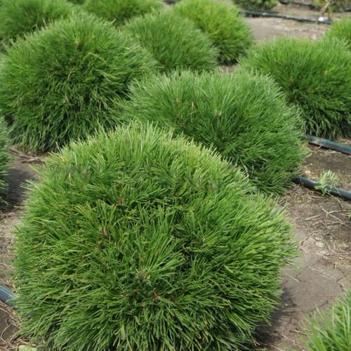 Сосна горная Варелла/Pinus mugo Varella 30-40 В