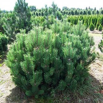 Сосна кедровая европейская Компакта Глаука/Pinus cembra Compacta Glauca 20-30 С3