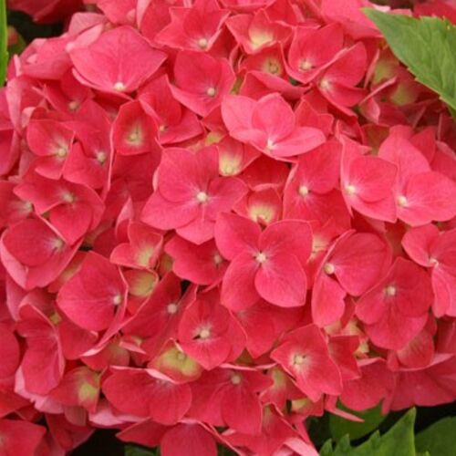 Гортензия крупнолистная Лёйхфейер/Hydrangea macrophylla Leuchtfeuer 20-30 С3