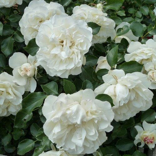 Роза почвопокровная Уайт Мейдиланд/White Meidiland С6