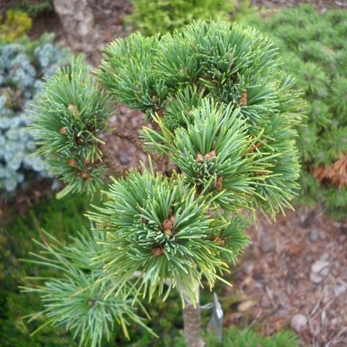 Сосна змеинокожая Пирин/Pinus albicaulis Pirin 10-15 C2