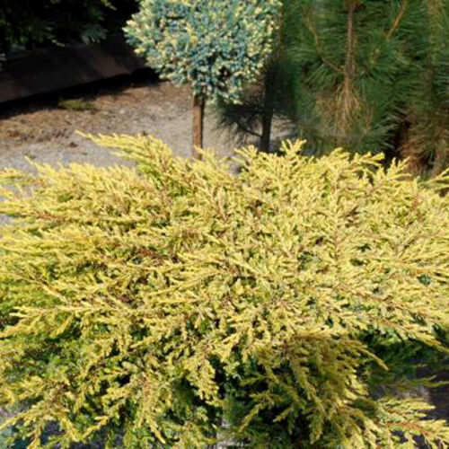 Можжевельник обыкновенный Голдшатц/Juniperus communis Goldschatz 10-15 С5