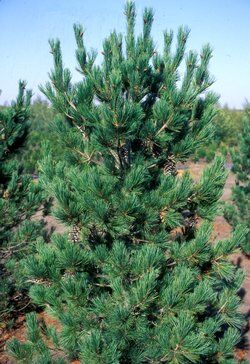 Сосна румелийская Глаука Компакта/Pinus peuce Glauca Compacta 70-90 С10