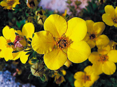 Лапчатка кустарниковая Джолина/Potentilla fruticosa Jolina 30-40 С5