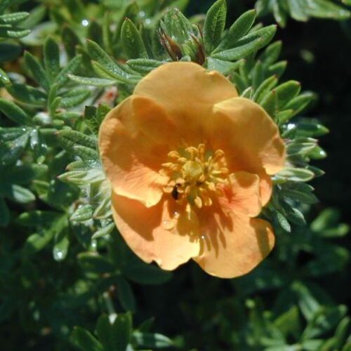 Лапчатка кустарниковая Танжерин/Potentilla fruticosa Tangerine 30-40 С5