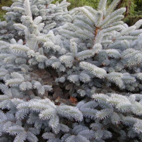 Ель колючая Глаука Компакта/Picea pungens Glauca Compacta 40-60 С3