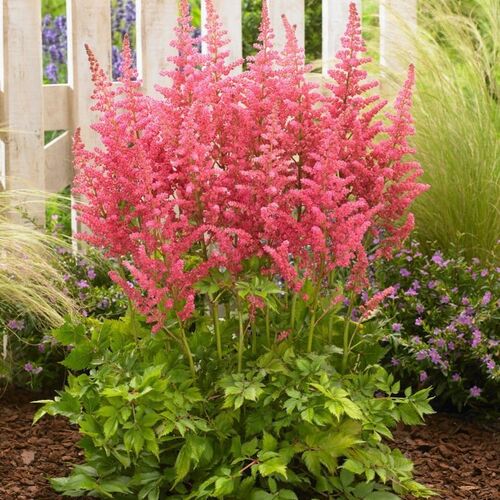 Астильба китайская Сенсейшн Салмон Бьюти /Astilbe chinensis Censation Salmon Beauty P1.5