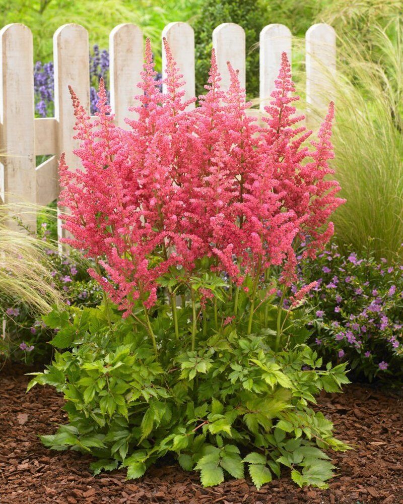 Астильба китайская Сенсейшн Салмон Бьюти /Astilbe chinensis Censation  Salmon Beauty P1.5