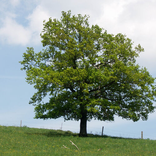Дуб черешчатый/Quercus robur 350-400, 25-30 В