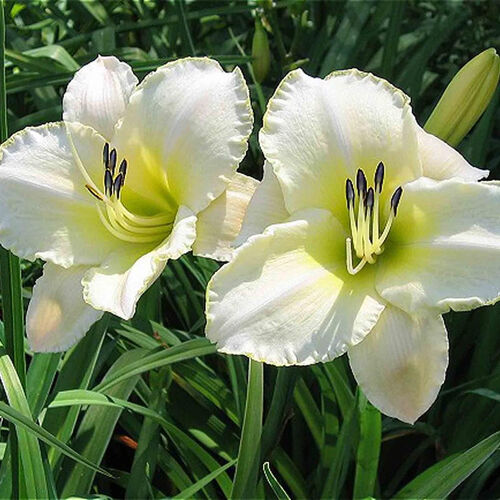 Лилейник гибридный Арктик Сноу/Hemerocallis hybridа Arctic Snow P1.5