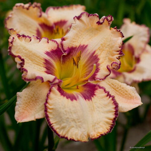 Лилейник гибридный Антик Линен/Hemerocallis hybridа Antique Linen P1.5