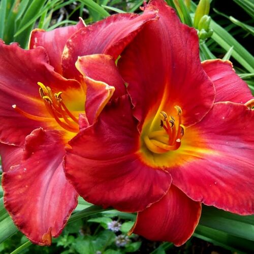 Лилейник гибридный Амадеус/Hemerocallis hybridа Amadeus P1.5