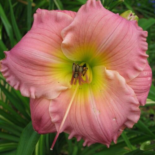 Лилейник гибридный Абсолют Треже/Hemerocallis hybridа Absolute Treasure P1.5