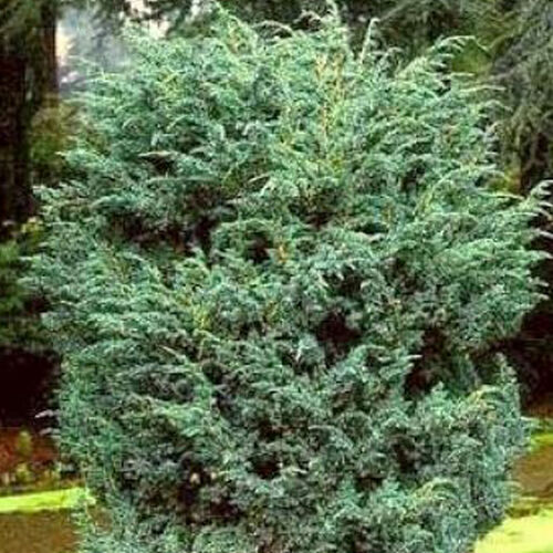 Можжевельник обыкновенный Мейер/Juniperus communis Meyer 20-30 C2