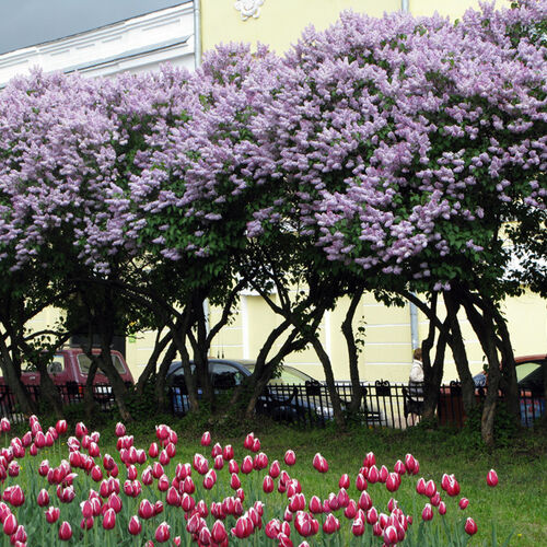 Сирень обыкновенная/Syringa vulgaris 60-80 С5