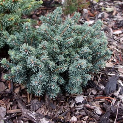 Ель колючая Косно/Picea pungens Kosno 10-15 C5