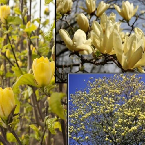 Магнолия бруклинская Елоу Бёрд/Magnolia brooklynensis Yellow Bird 80-100 С7,5