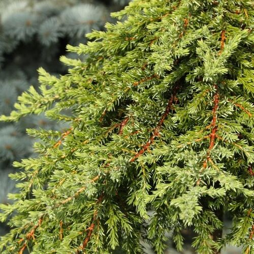 Можжевельник обыкновенный Гринмантл/Juniperus communis Greenmantle 20-30 С5