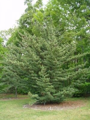 Сосна мелкоцветковая Венус/Pinus parviflora Venus 20-30 С3