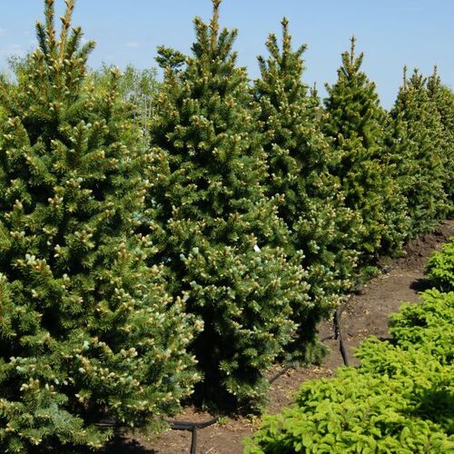 Ель колючая Ретрофлекса/Picea pungens Retroflexa 30-40 С5