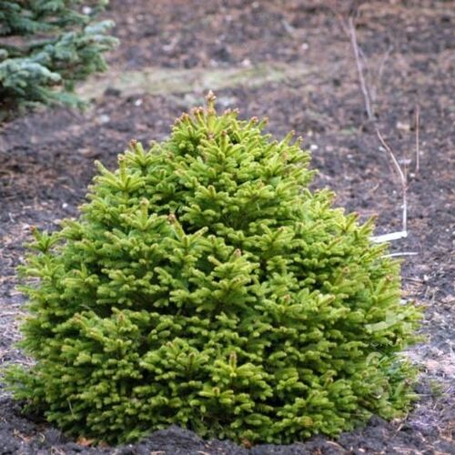 Ель обыкновенная Эверголд/Picea abies Evergold 20-30 С3