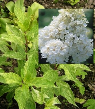 Гортензия метельчатая Шикоку Флеш/Hydrangea paniculata Shikoku Flash 30-40 С3