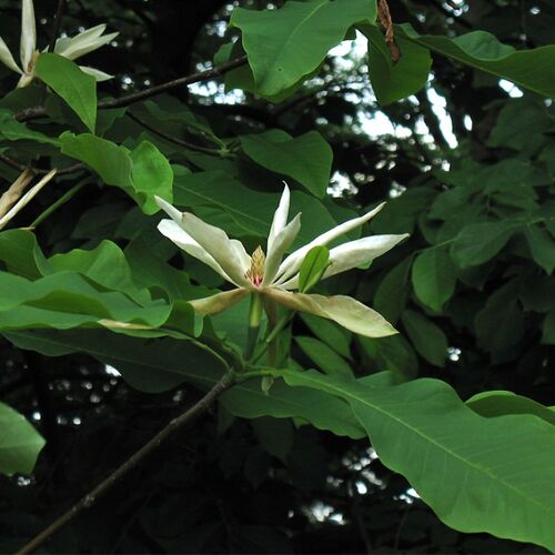 Магнолия трёхлепестная/Magnolia tripetala
