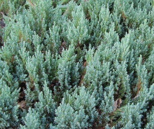 Можжевельник горизонтальный Блю Форест/Juniperus horizontalis Blue Forest 15-20 С2