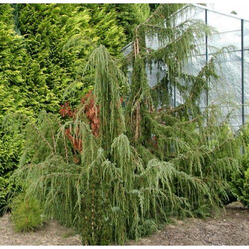 Можжевельник обыкновенный Хорстманн/Juniperus communis Horstmann 70-80 С7,5
