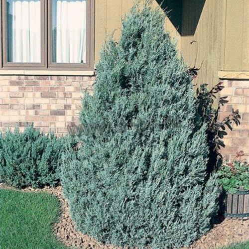 Можжевельник скальный Вичита Блю/Juniperus scopulorum Wichita Blue 90-100 С7,5