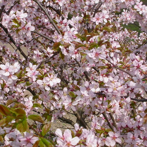 Вишня курильская Бриллиант/Prunus kurilensis Brilliant