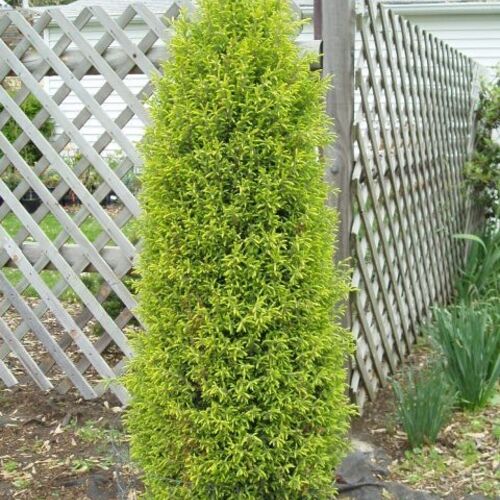 Можжевельник обыкновенный Голд Кон/Juniperus communis Gold Cone 25-30 С3
