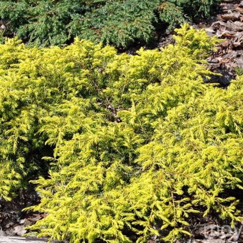 Можжевельник обыкновенный Депресса Ауреа/Juniperus communis Depressa Aurea 20-30 C2