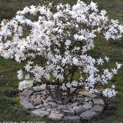 Магнолия звёздчатая/Magnolia stellata