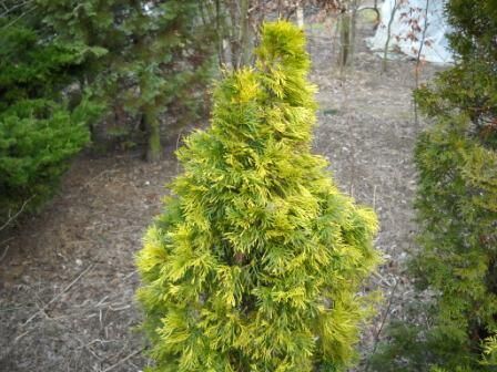 Туя западная Кракус/Thuja occidentalis Krakus 40-50 С3