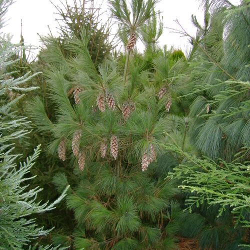 Сосна румелийская Фулда/Pinus peuce Fulda 40-50 C5